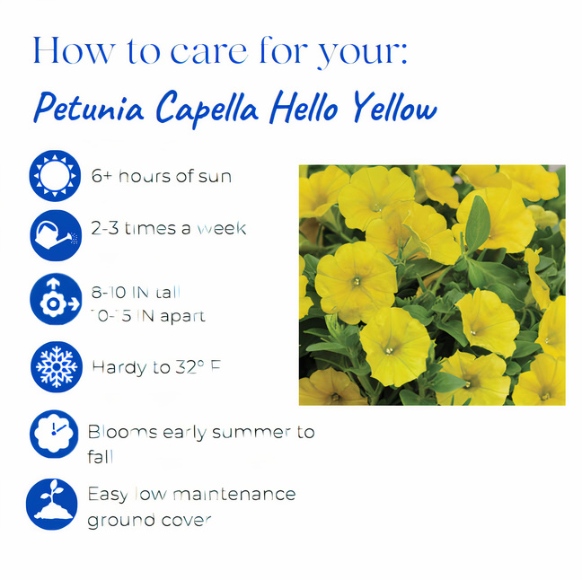 petunia-x-atkinsiana-petunia