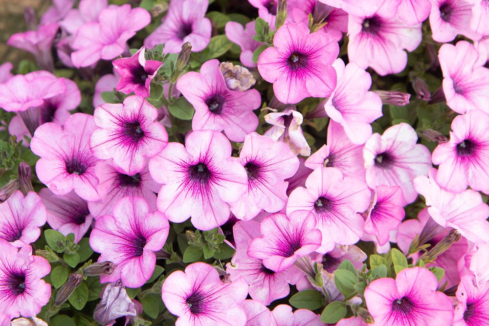 petunia-x-atkinsiana-petunia