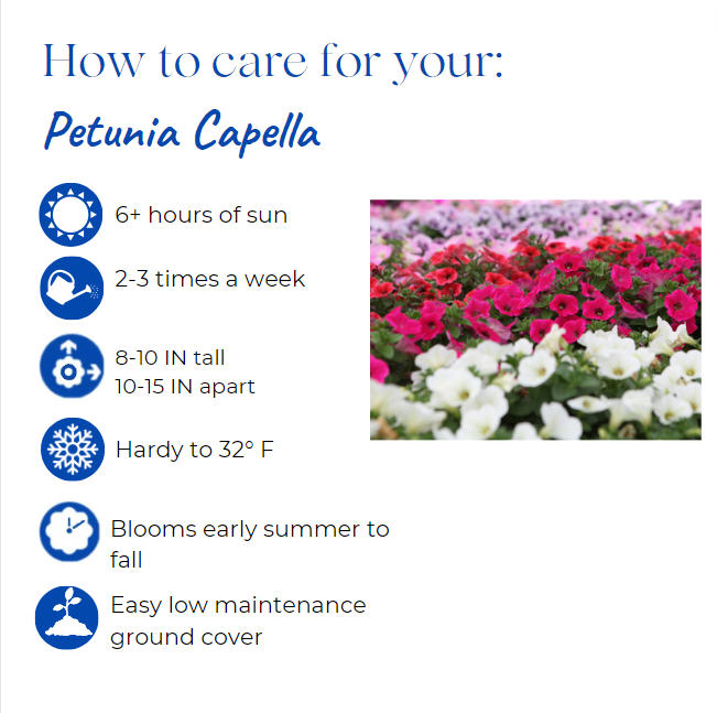 petunia-x-atkinsiana-petunia