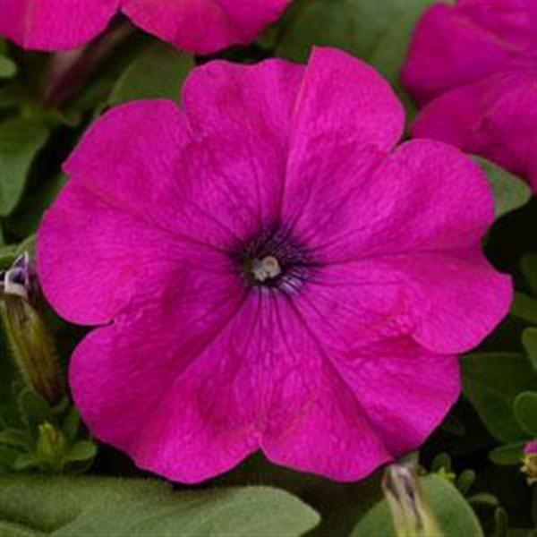 petunia-x-atkinsiana-petunia