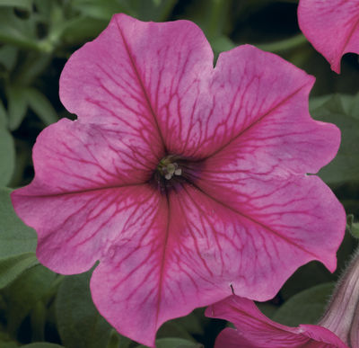 petunia-x-atkinsiana-petunia