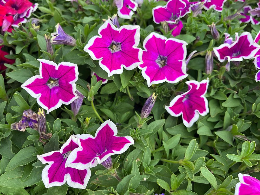petunia-x-atkinsiana-petunia