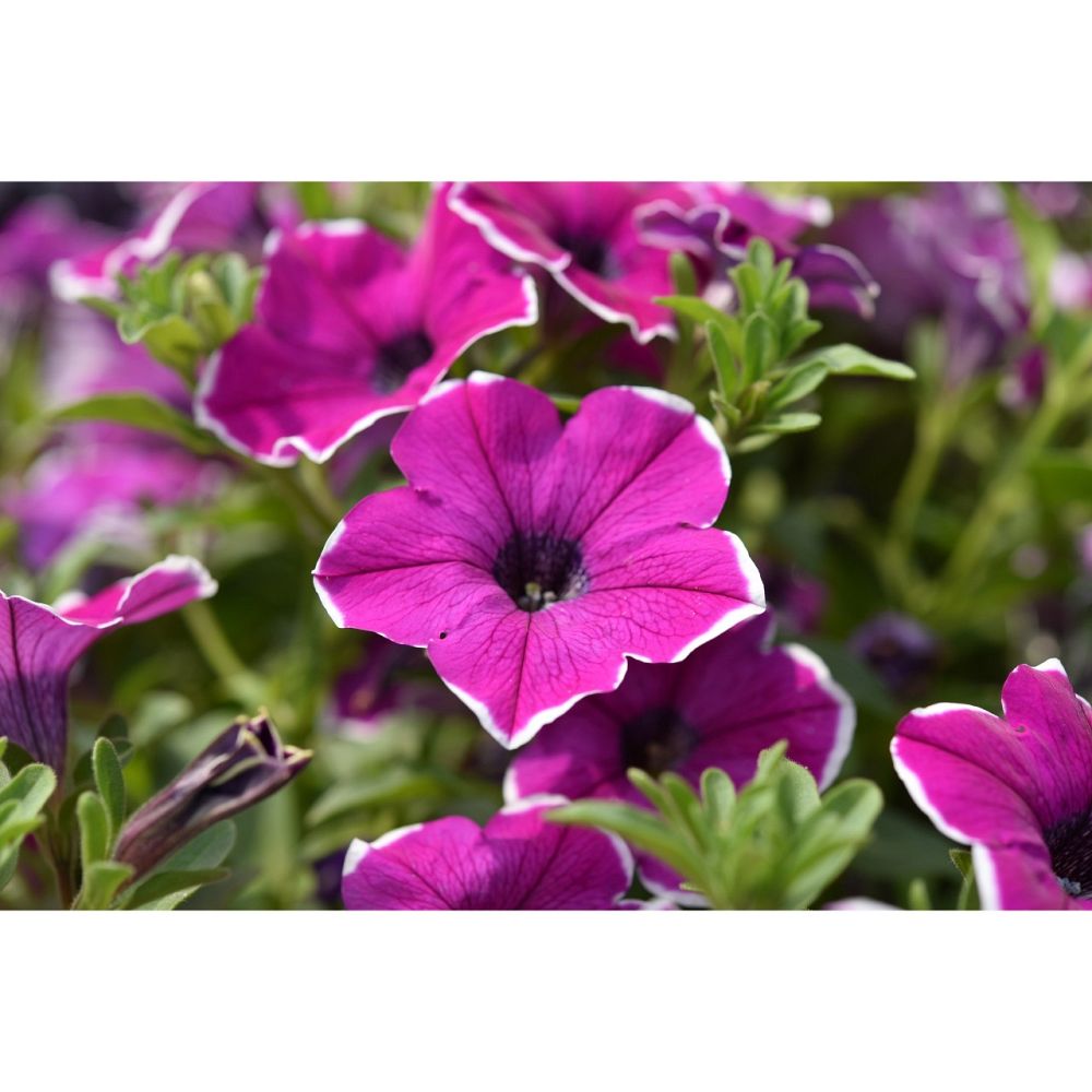 petunia-x-atkinsiana-petunia
