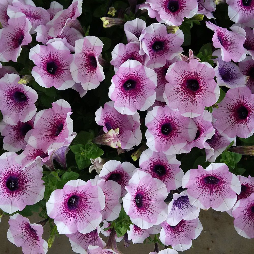 petunia-x-atkinsiana-petunia