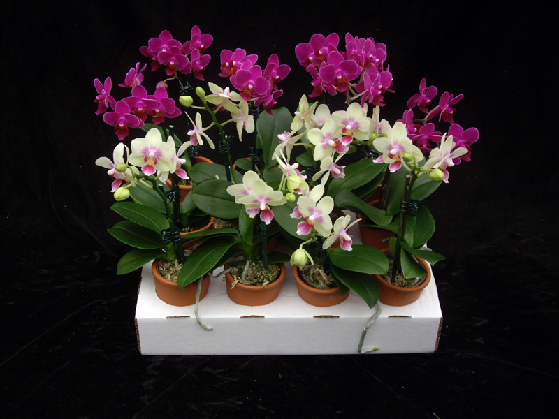 phalaenopsis-pulcherrima-beautiful-phalaenopsis-moth-orchid-species-orchid