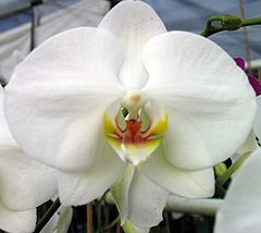 phalaenopsis-pulcherrima-beautiful-phalaenopsis-moth-orchid-species-orchid