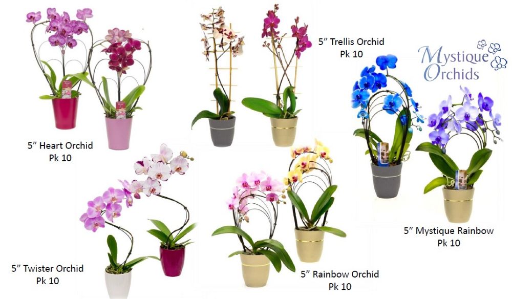 phalaenopsis-pulcherrima-beautiful-phalaenopsis-moth-orchid-species-orchid