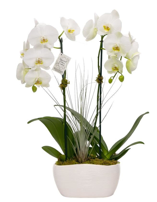 phalaenopsis-pulcherrima-beautiful-phalaenopsis-moth-orchid-species-orchid