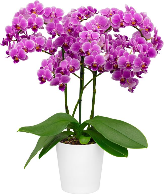phalaenopsis-sp-moth-orchid