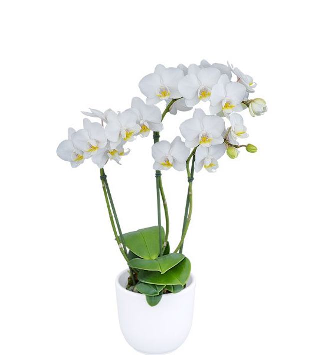 phalaenopsis-sp-moth-orchid