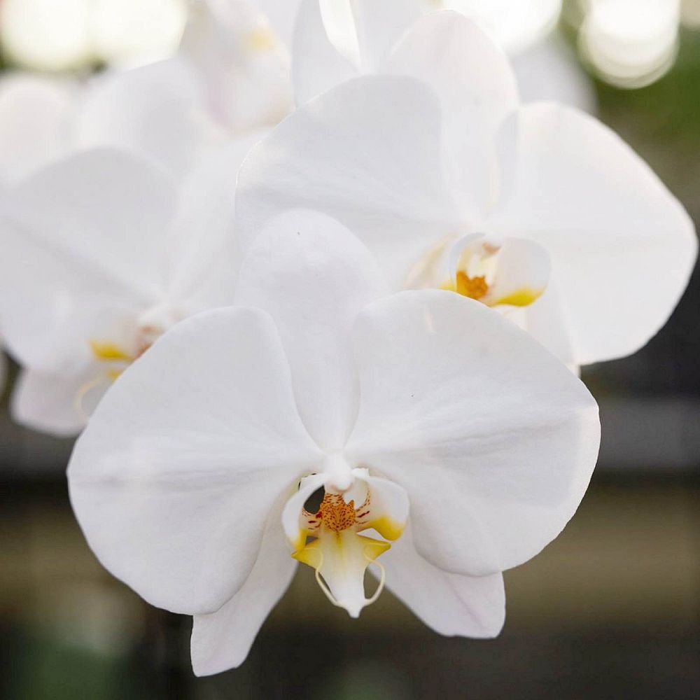 phalaenopsis-sp-moth-orchid