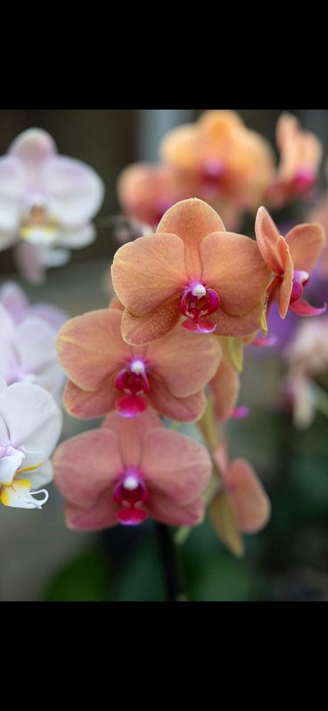 phalaenopsis-sp-moth-orchid