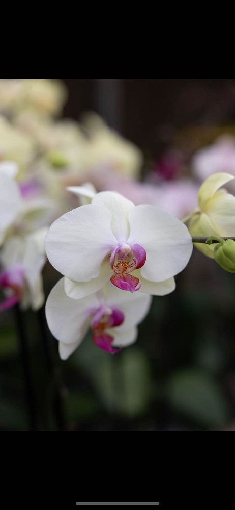phalaenopsis-sp-moth-orchid