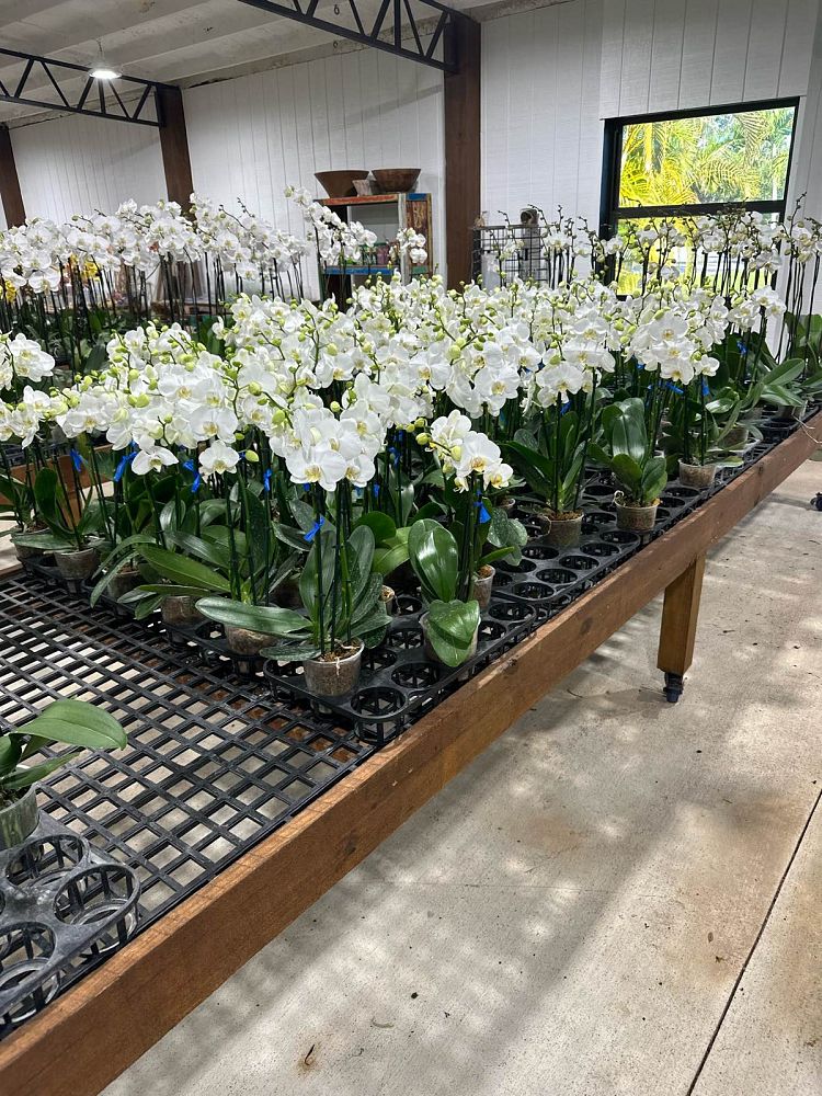 phalaenopsis-sp-moth-orchid