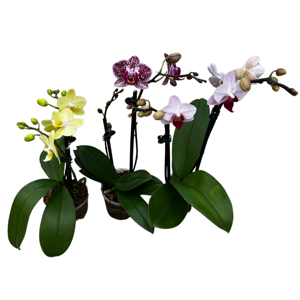 phalaenopsis-sp-moth-orchid