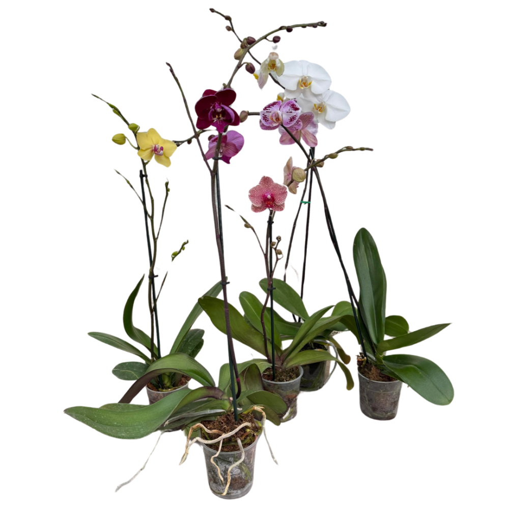 phalaenopsis-sp-moth-orchid