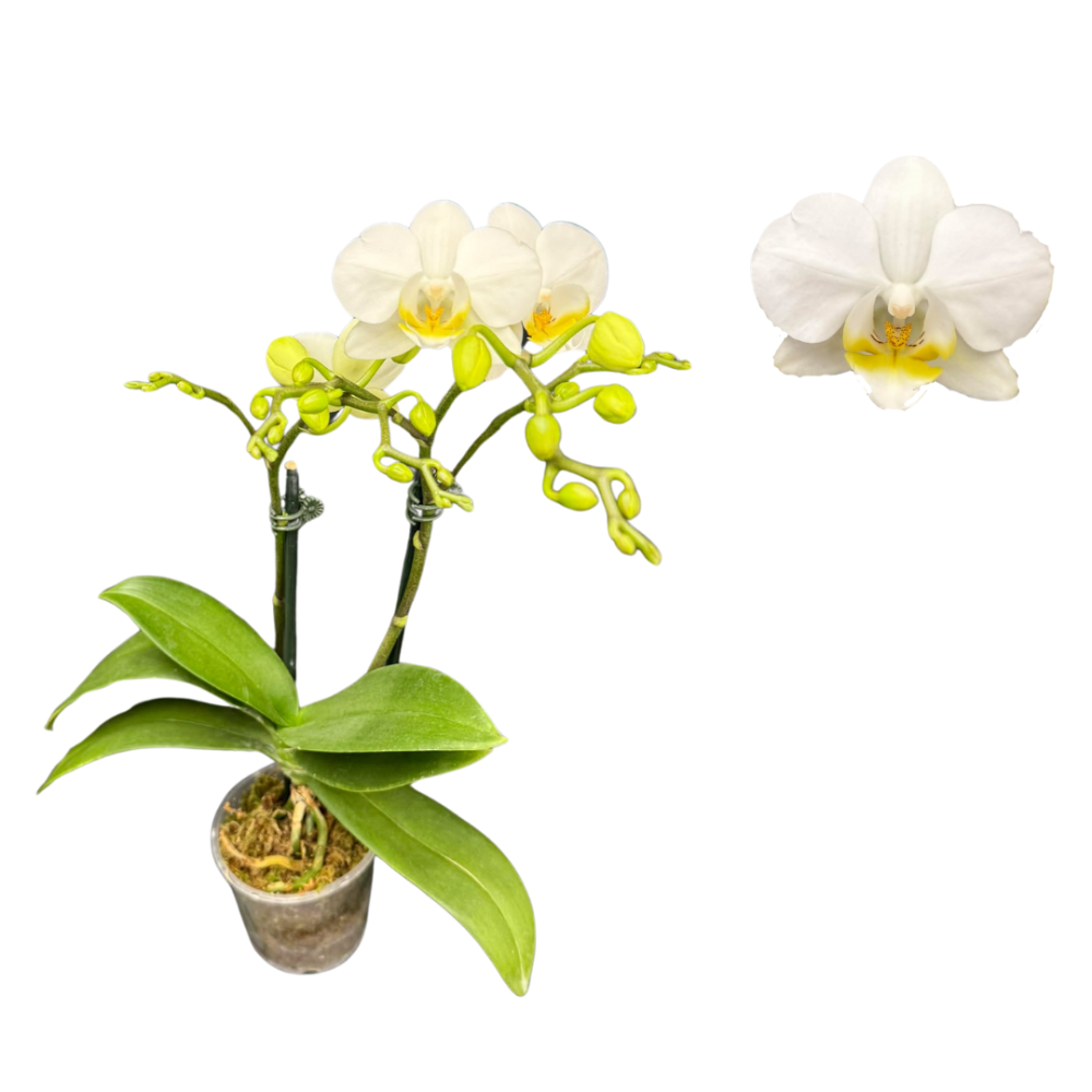 phalaenopsis-sp-moth-orchid