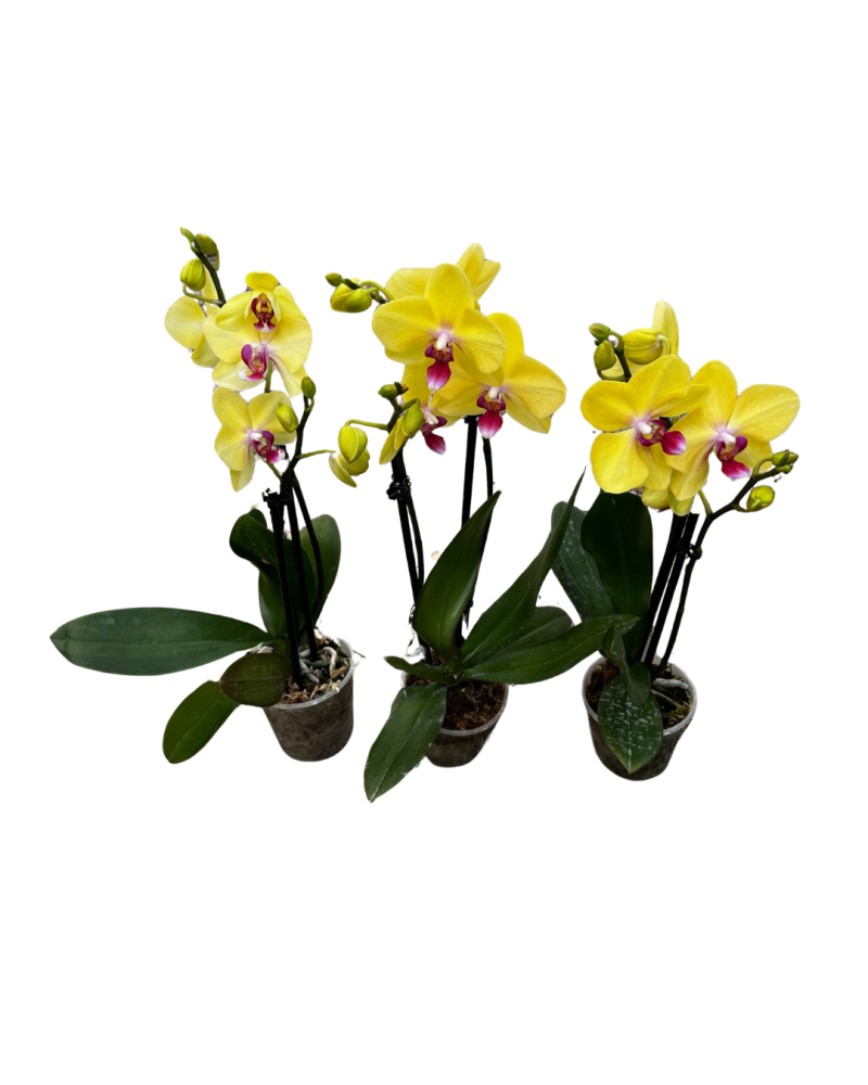phalaenopsis-sp-moth-orchid