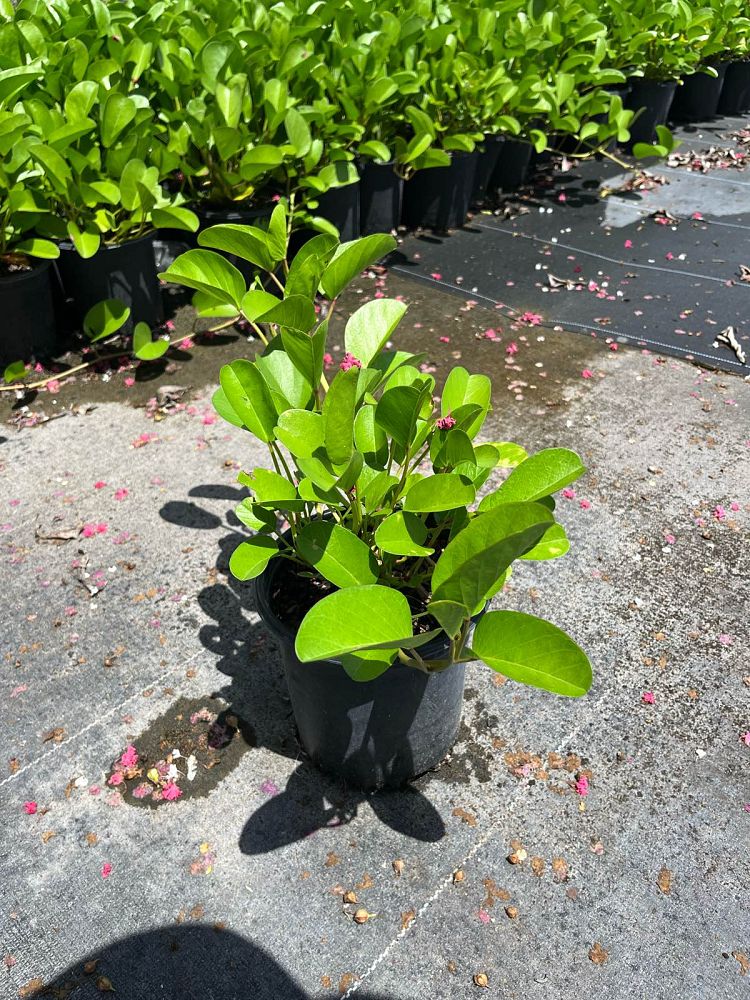 phaseolus-vulgaris-railroad-dry-bean
