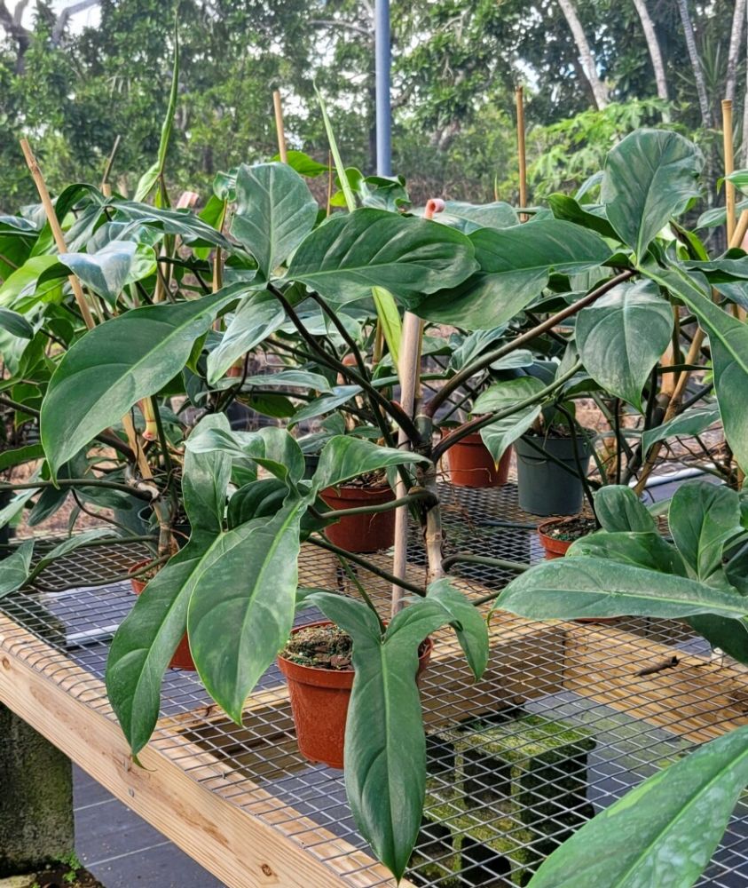 philodendron-69686a