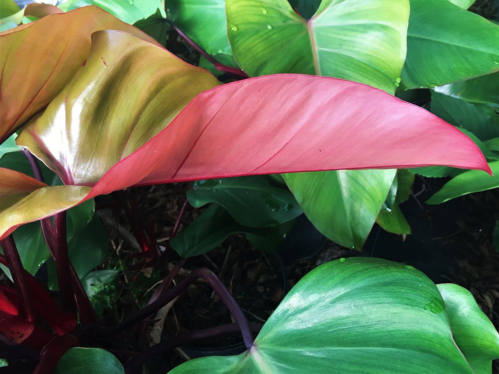 philodendron-anderson-s-red
