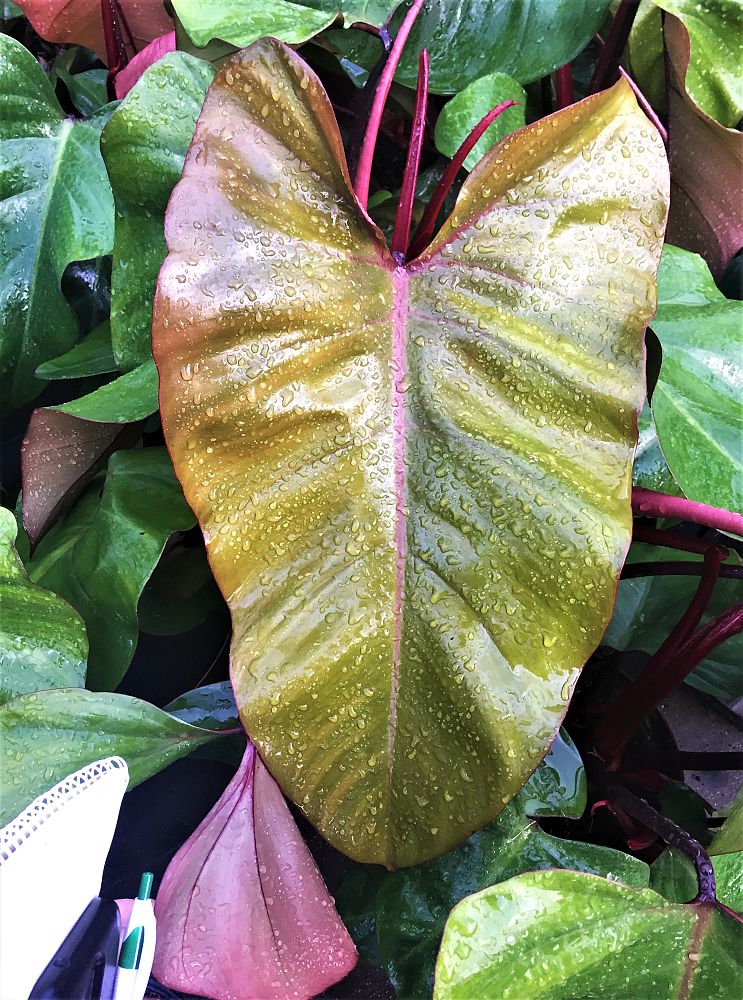 philodendron-anderson-s-red