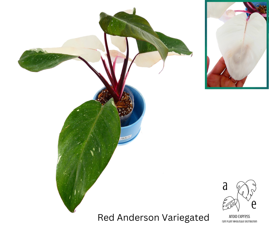 philodendron-anderson-s-red