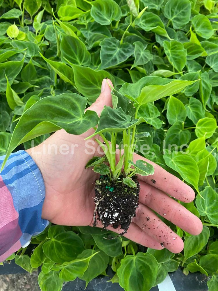 philodendron-andreanum-x-verrucosum-velvet-leaf