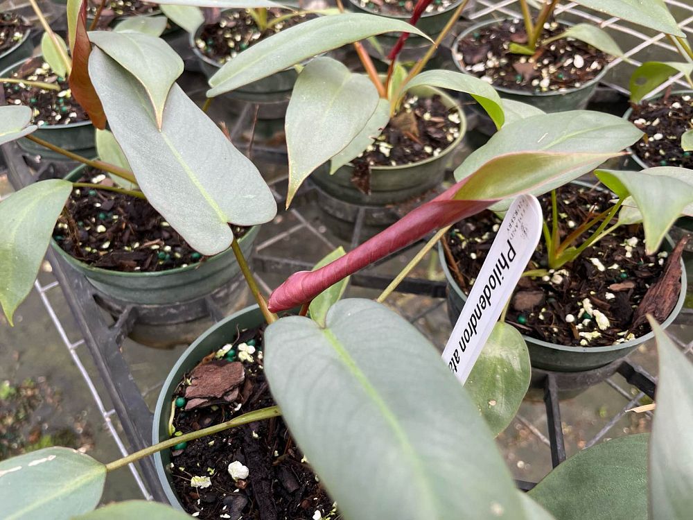 philodendron-atabapoense