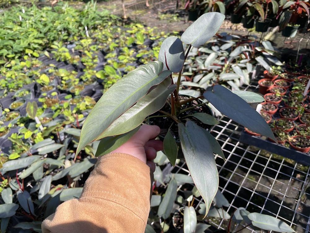 philodendron-atabapoense