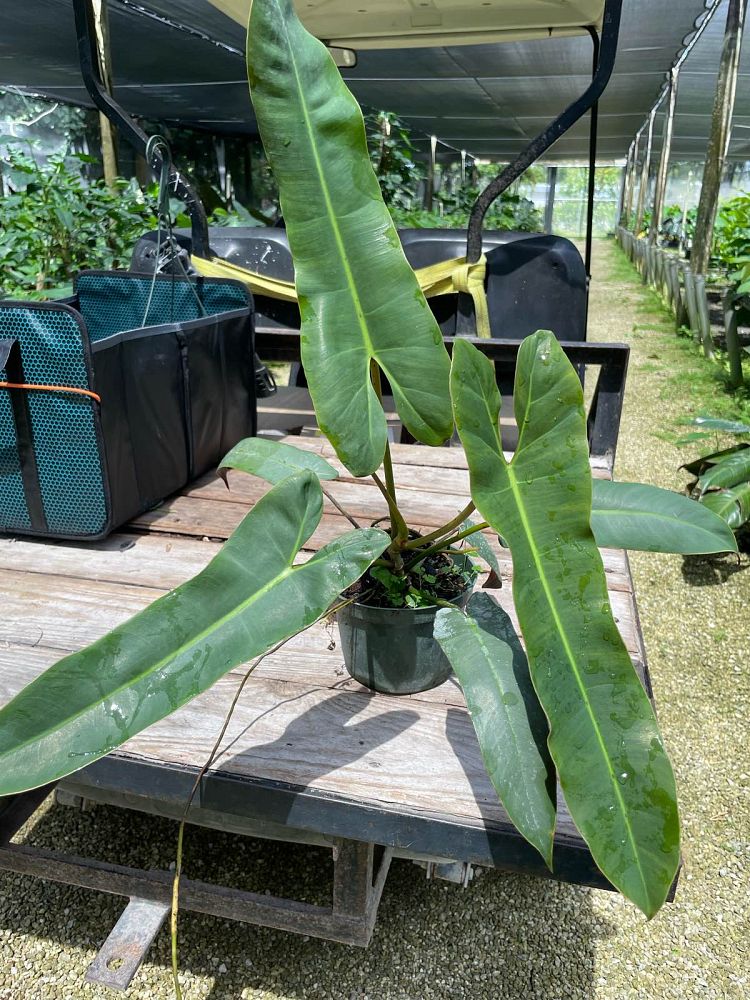 philodendron-atabapoense