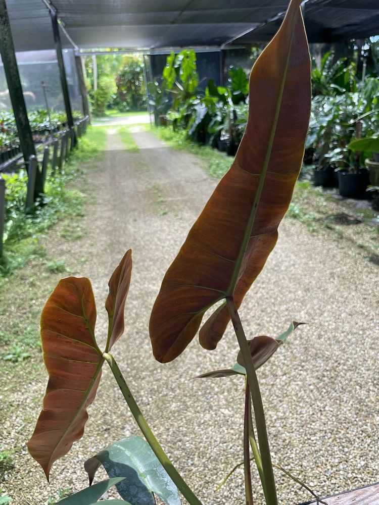 philodendron-atabapoense