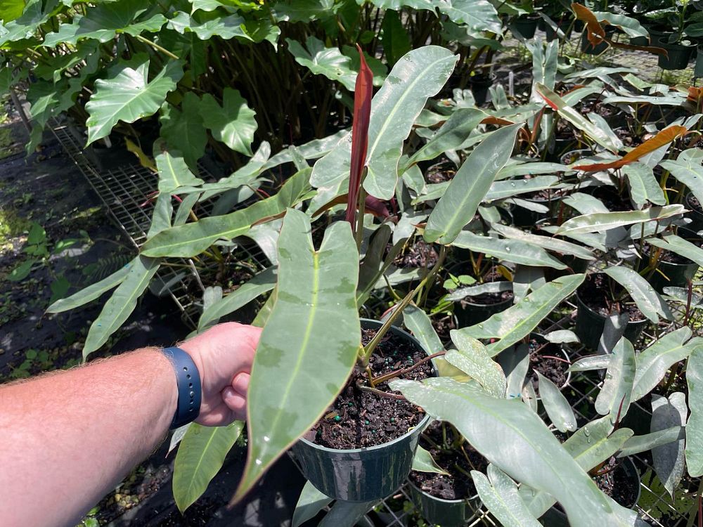 philodendron-atabapoense
