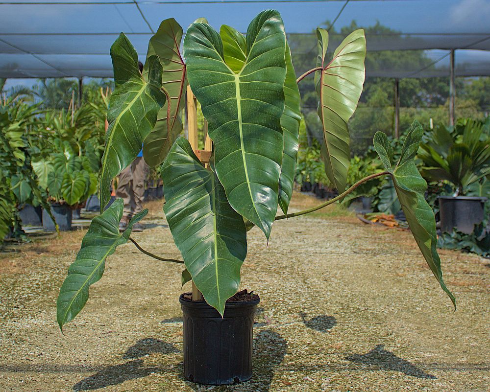 philodendron-bernardopazi-climbing-philodendron