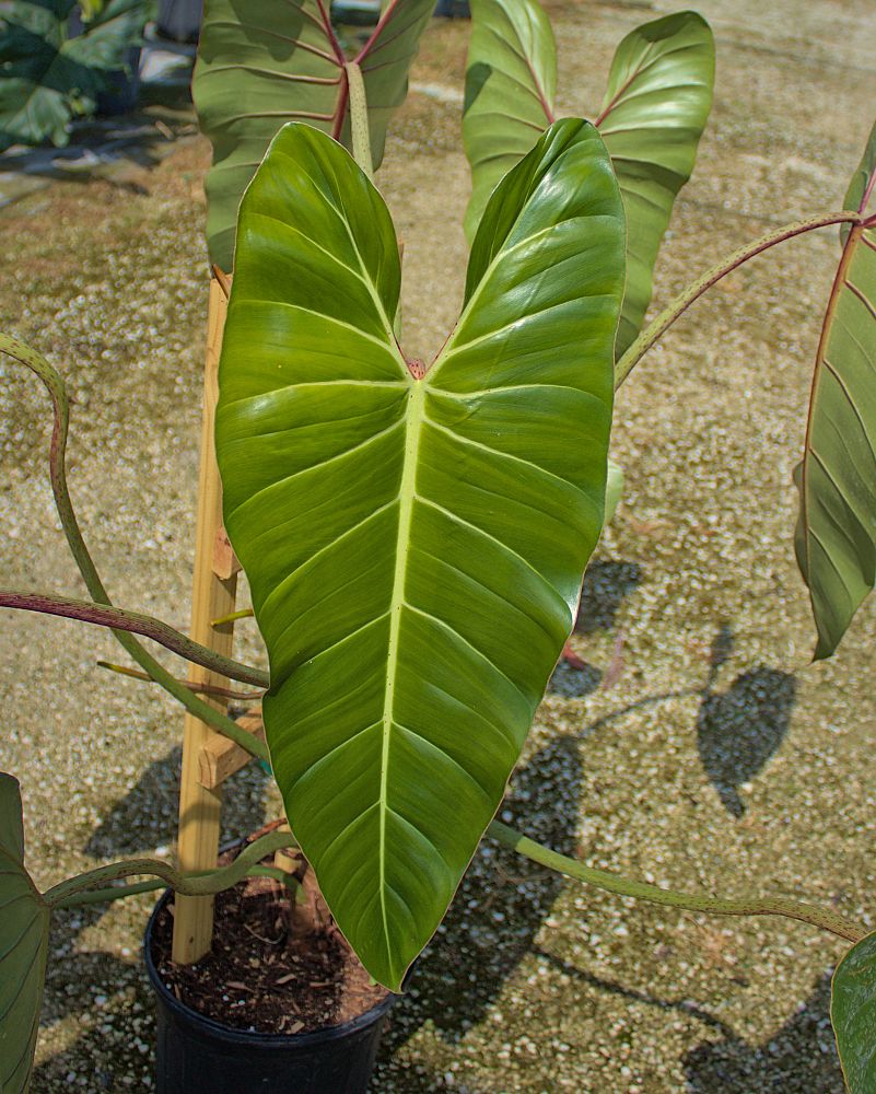 philodendron-bernardopazi-climbing-philodendron