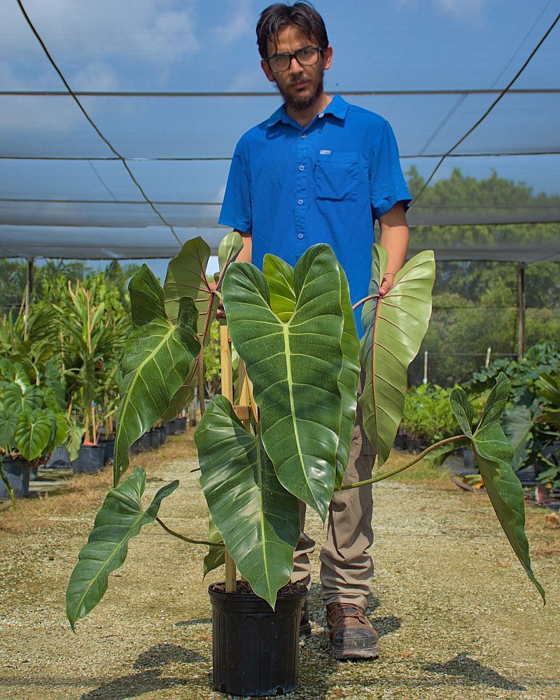 philodendron-bernardopazi-climbing-philodendron