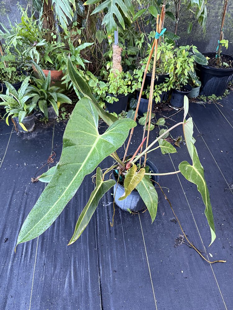 philodendron-bernardopazi-climbing-philodendron
