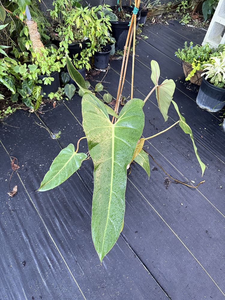 philodendron-bernardopazi-climbing-philodendron