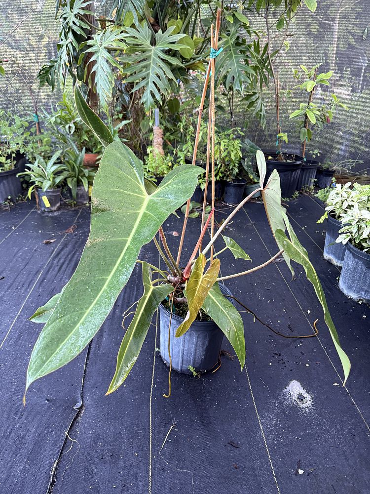 philodendron-bernardopazi-climbing-philodendron