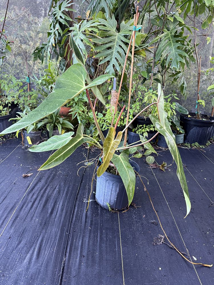 philodendron-bernardopazi-climbing-philodendron