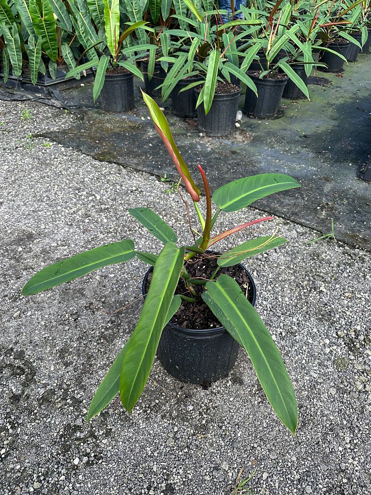 philodendron-bicolor