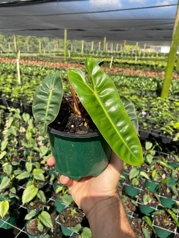 philodendron-billietiae