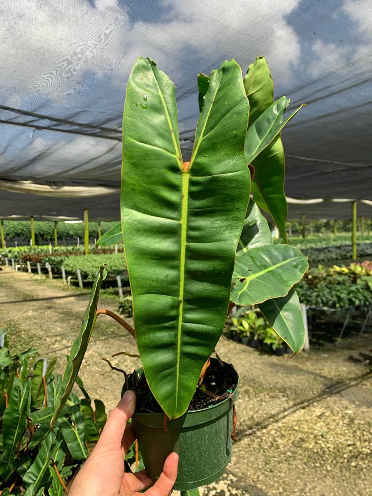 philodendron-billietiae