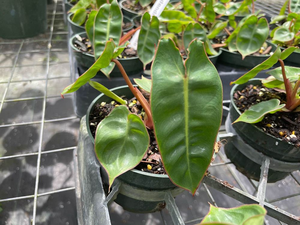 philodendron-billietiae