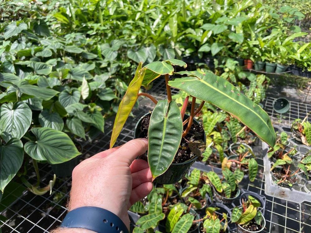 philodendron-billietiae
