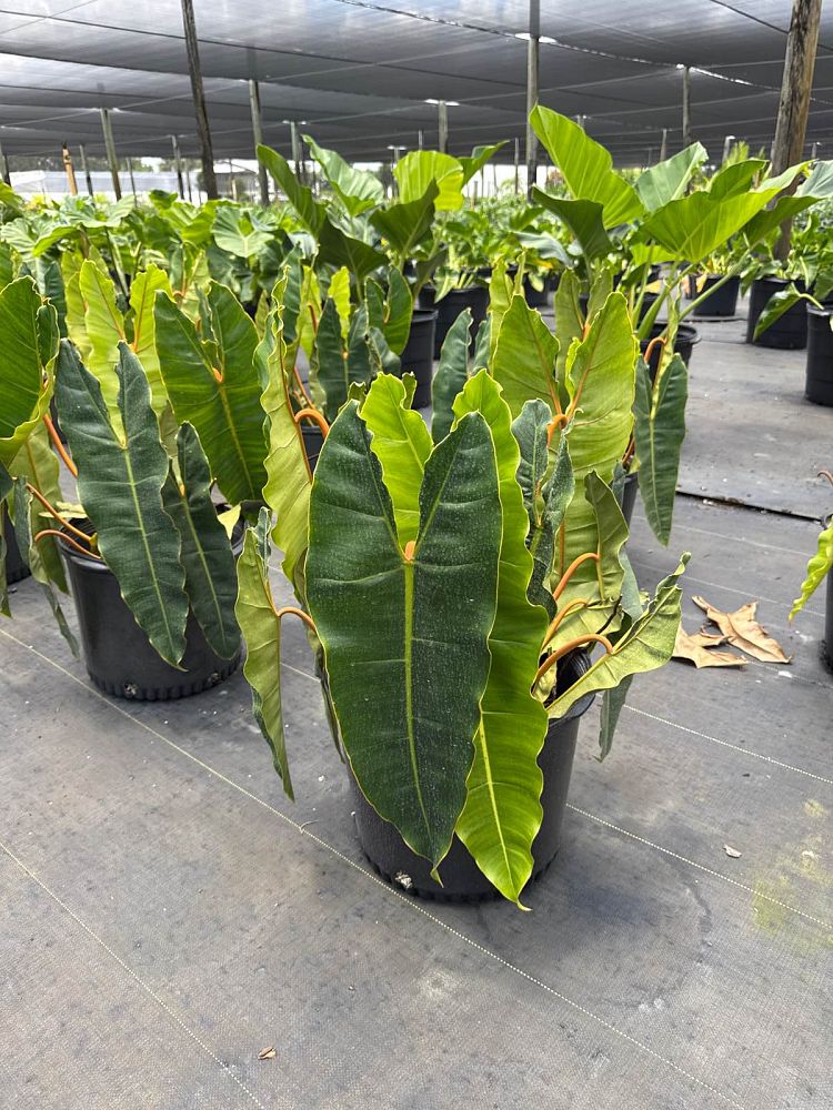 philodendron-billietiae