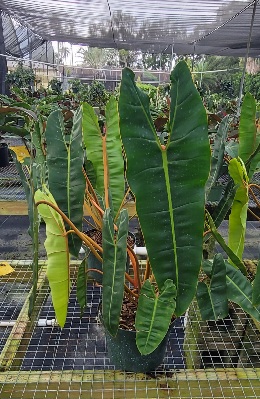 philodendron-billietiae