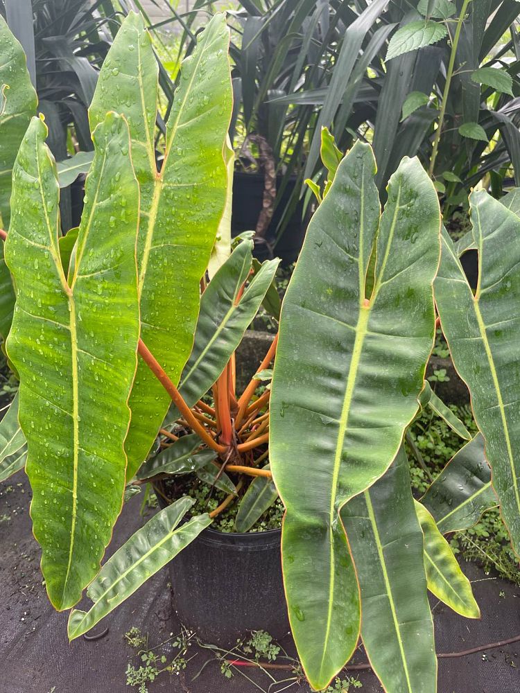 philodendron-billietiae