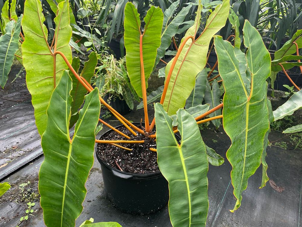 philodendron-billietiae