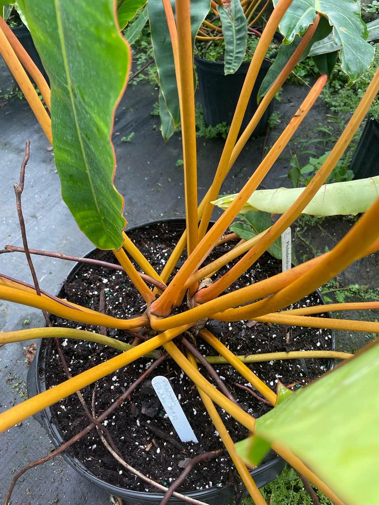 philodendron-billietiae
